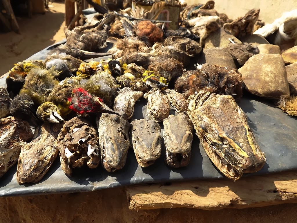 Segniagbeto et al.   04